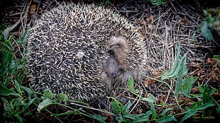 gray and black hedgehog on the ground